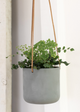 Hanging plant in a gray pot against a white wall